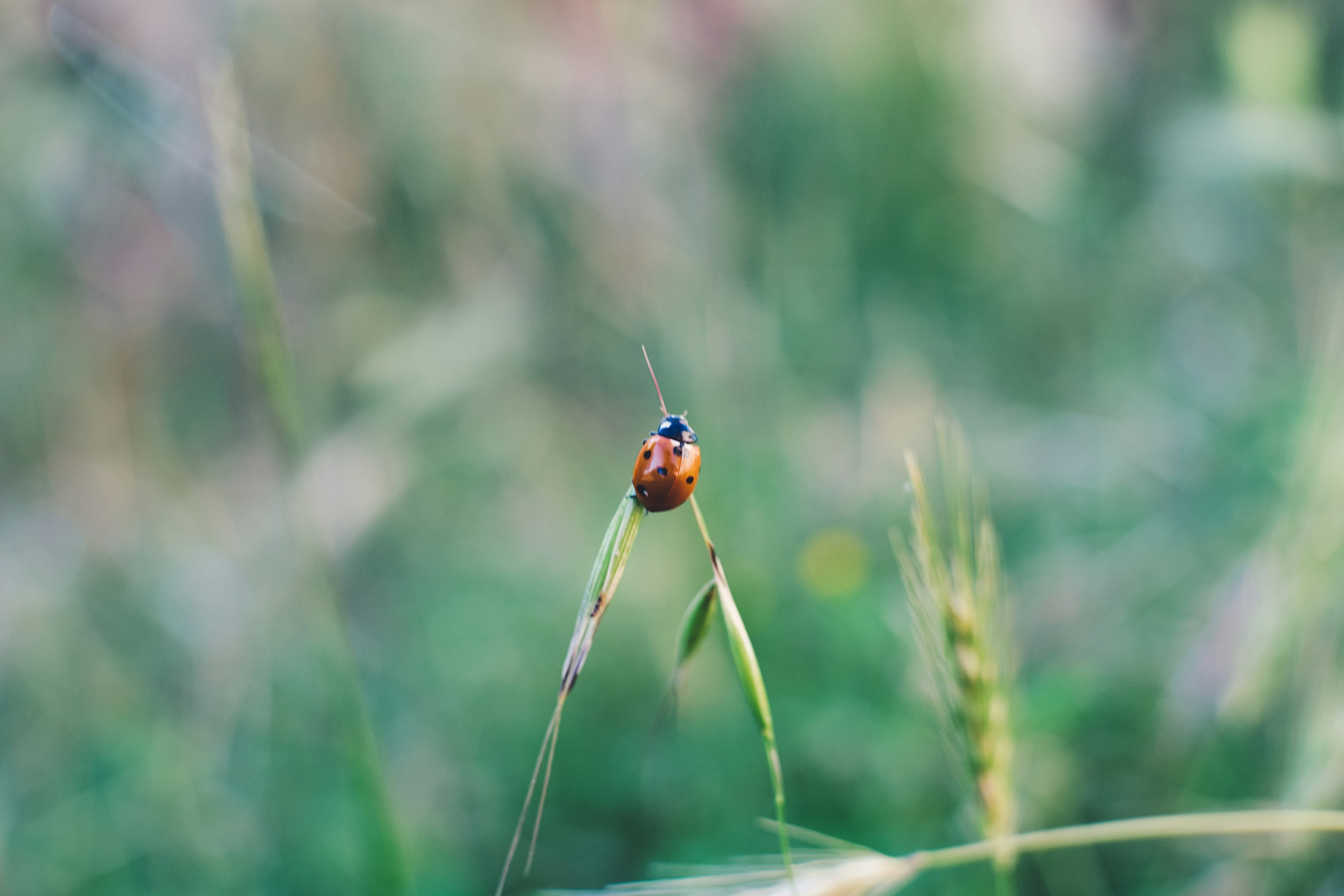 ladybug on lante